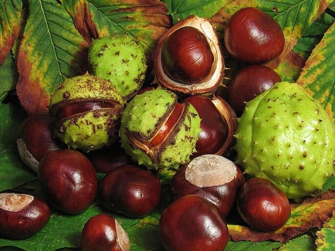 Horse chestnut for preparation of VRV infusion