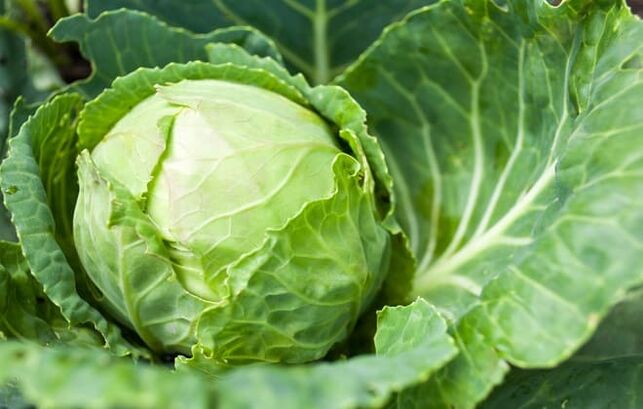 For therapeutic compression of varicose veins, cabbage is used. 