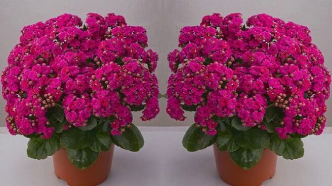 Kalanchoe is used to prepare ointments and tinctures for varicose veins