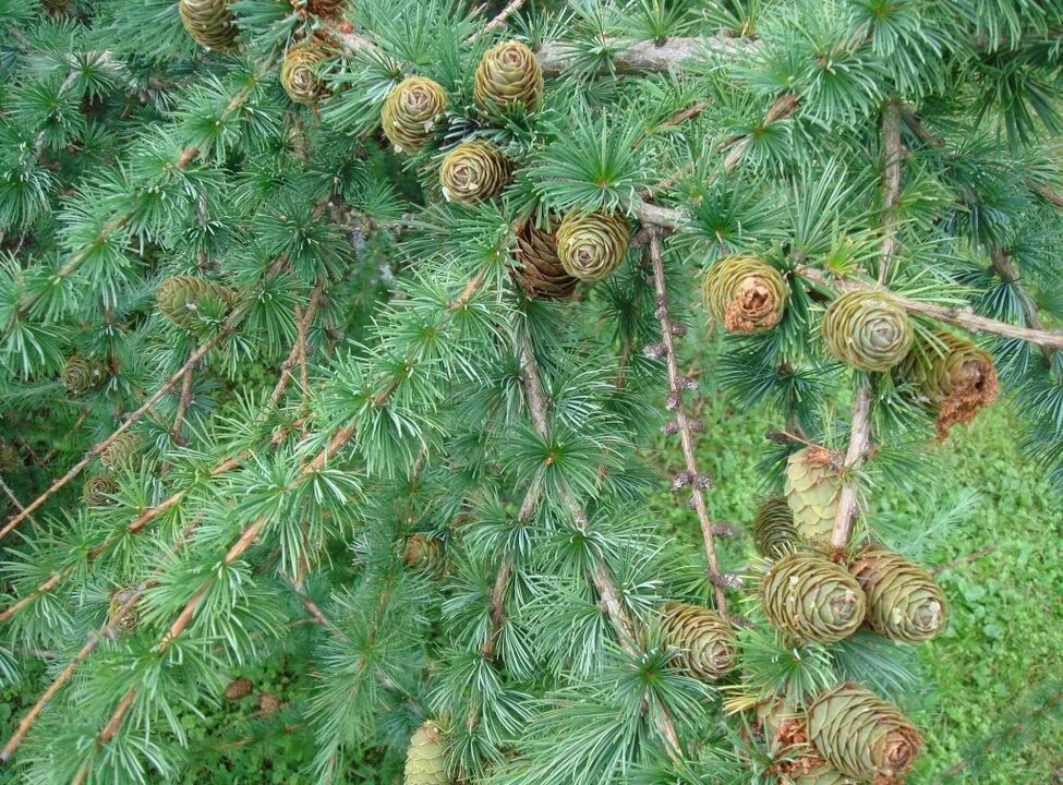 Larch will be used as raw material for preparation of varicose vein decoction